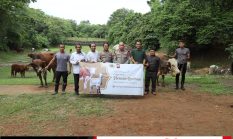 70 Sapi dan 5 Domba Qurban Polda Banten Disalurkan kepada Masyarakat